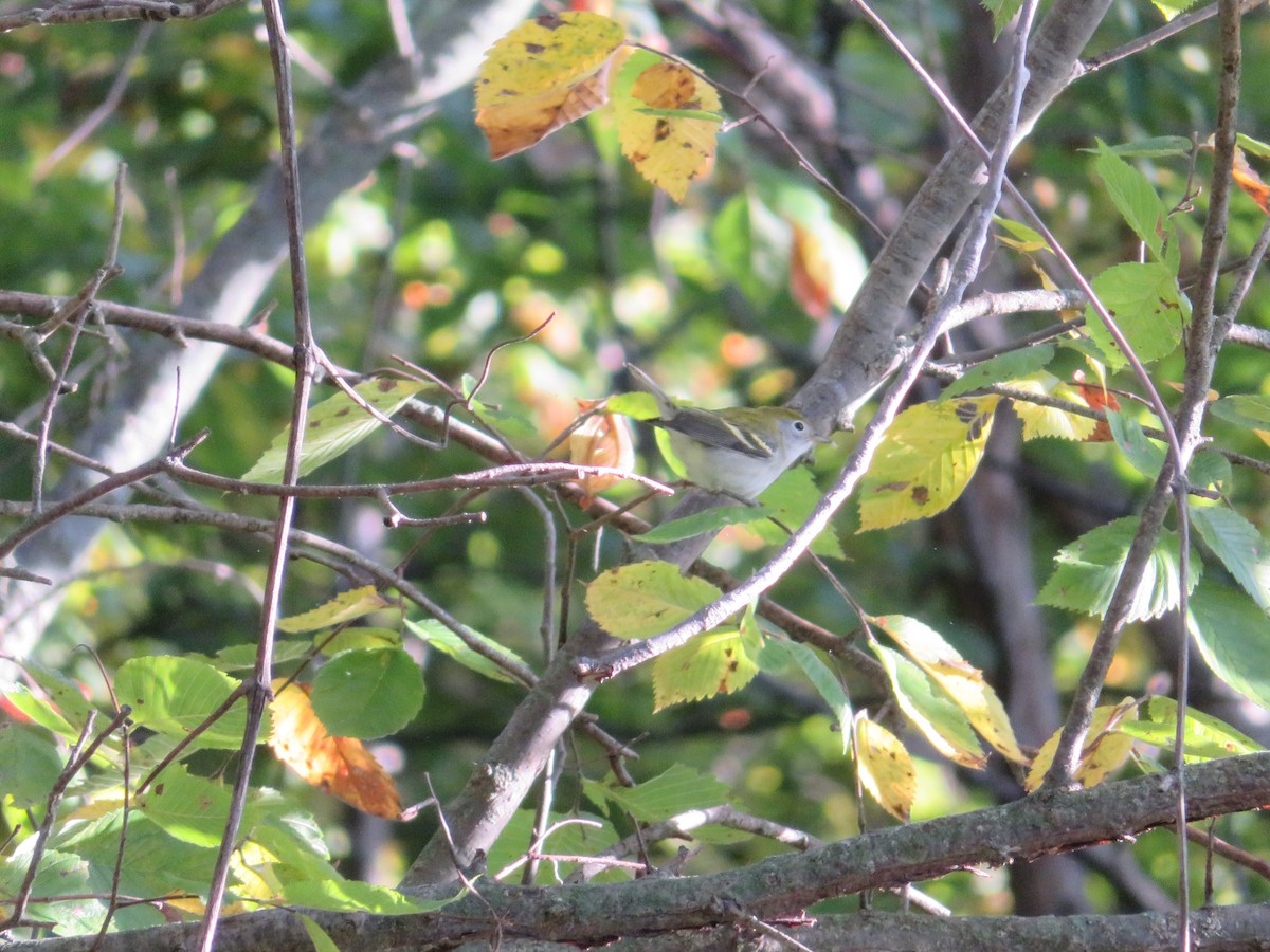Chestnut-sided Warbler - ML641454018
