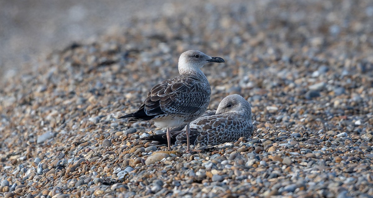 Caspian Gull - ML641454019