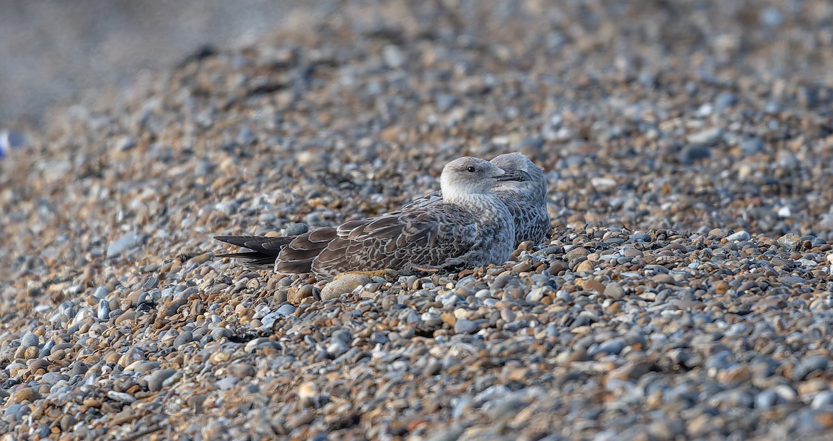 Caspian Gull - ML641454020