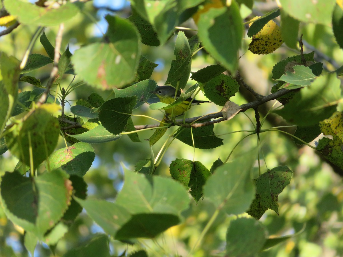 Magnolia Warbler - ML641454058
