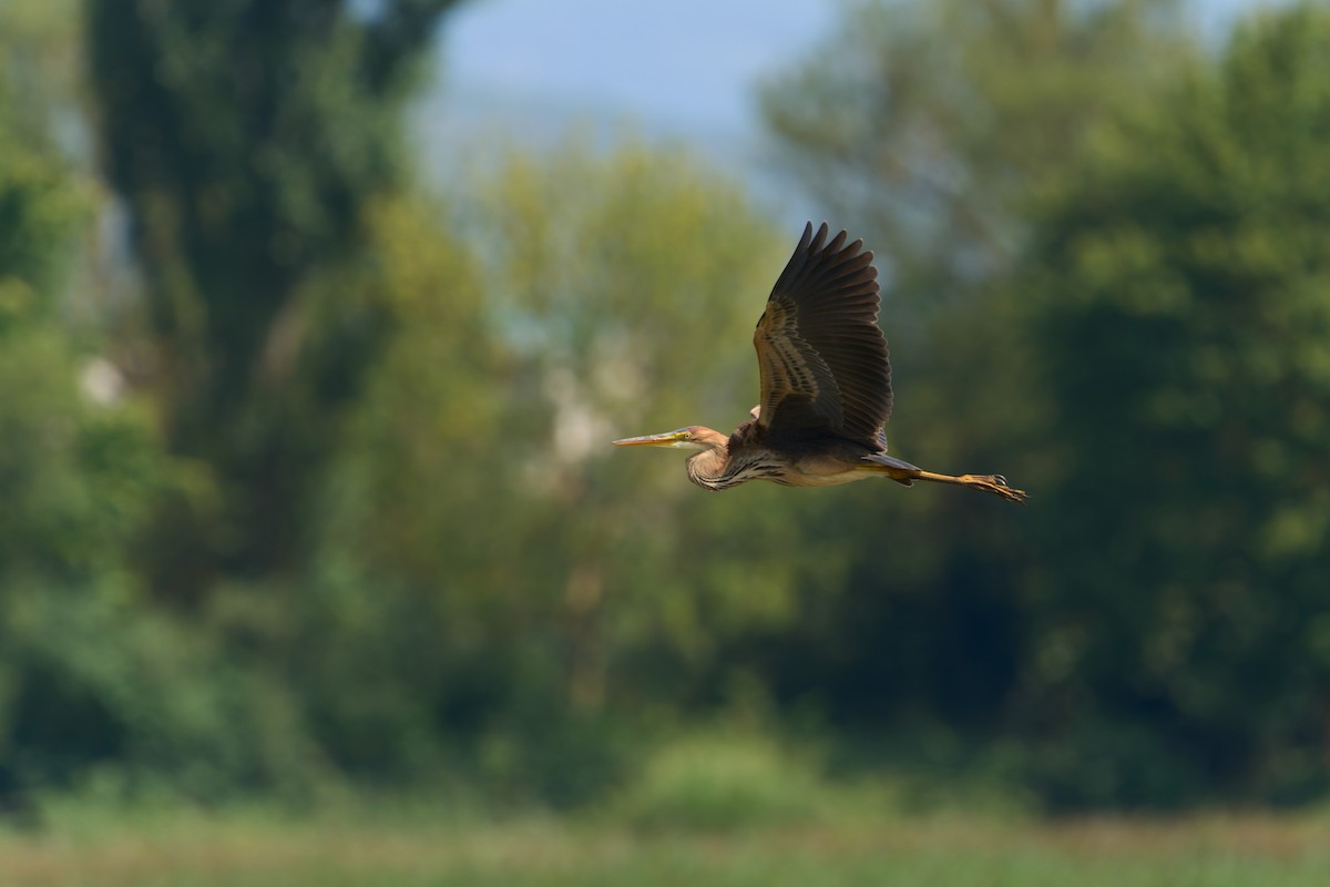 Зээрд дэглий - ML641454061