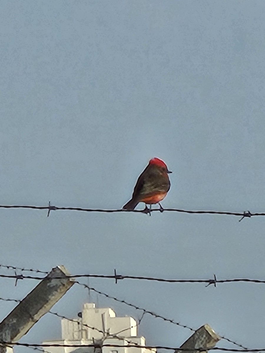 Vermilion Flycatcher - ML641454092