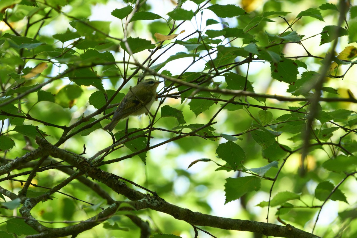 Common Firecrest - ML641454142