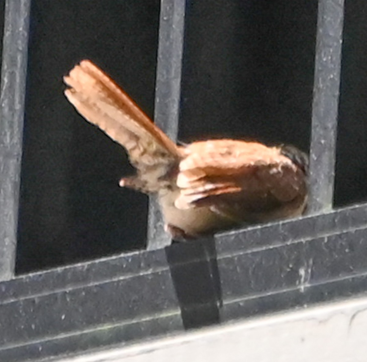 Carolinazaunkönig - ML641454171