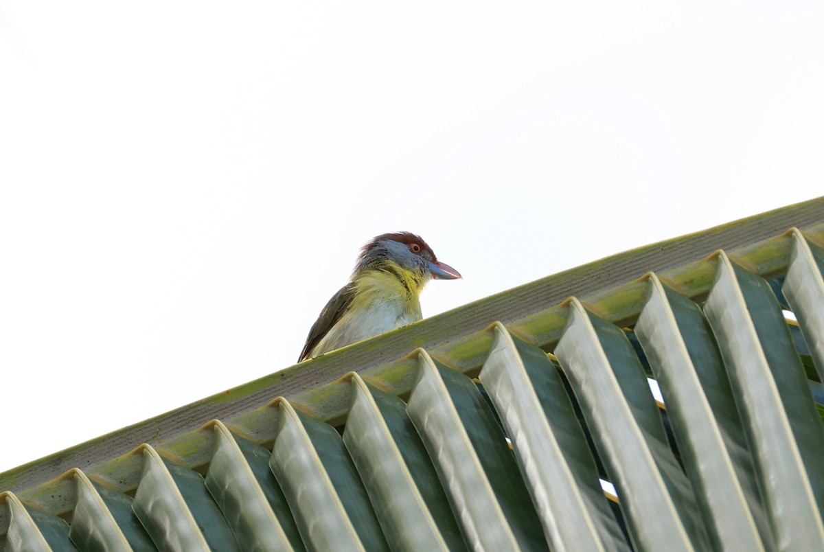Rufous-browed Peppershrike - ML641454179