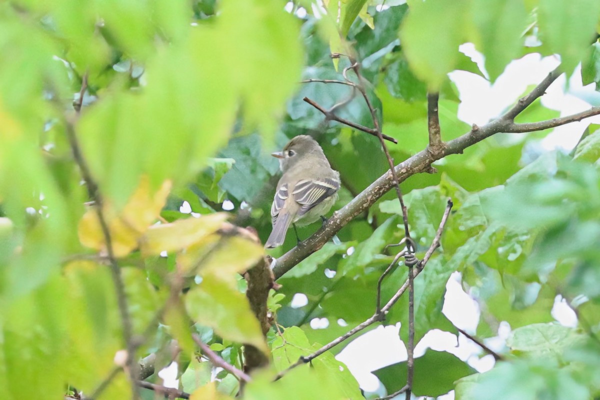 Least Flycatcher - ML641454223
