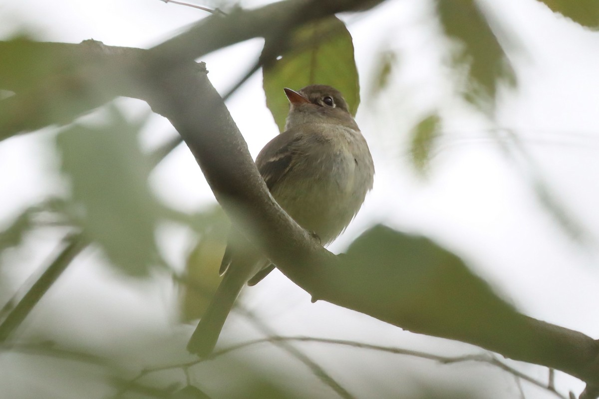 Least Flycatcher - ML641454224