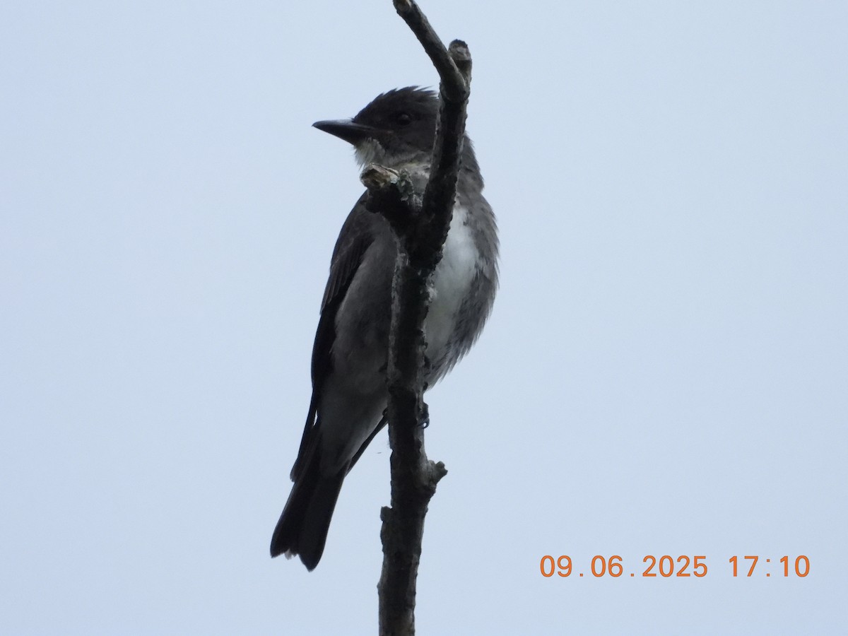 Olive-sided Flycatcher - ML641454261