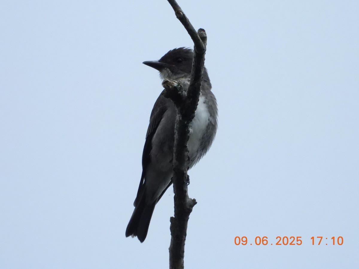 Olive-sided Flycatcher - ML641454262