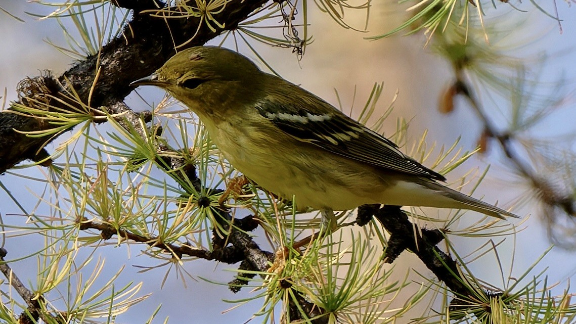 Blackpoll Warbler - ML641454273