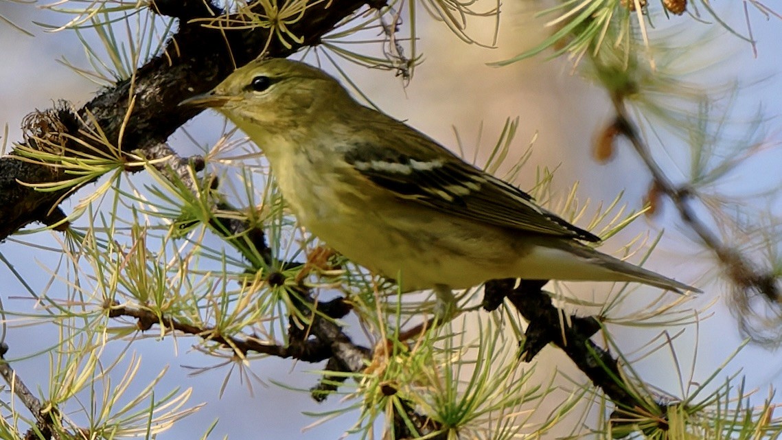 Blackpoll Warbler - ML641454274