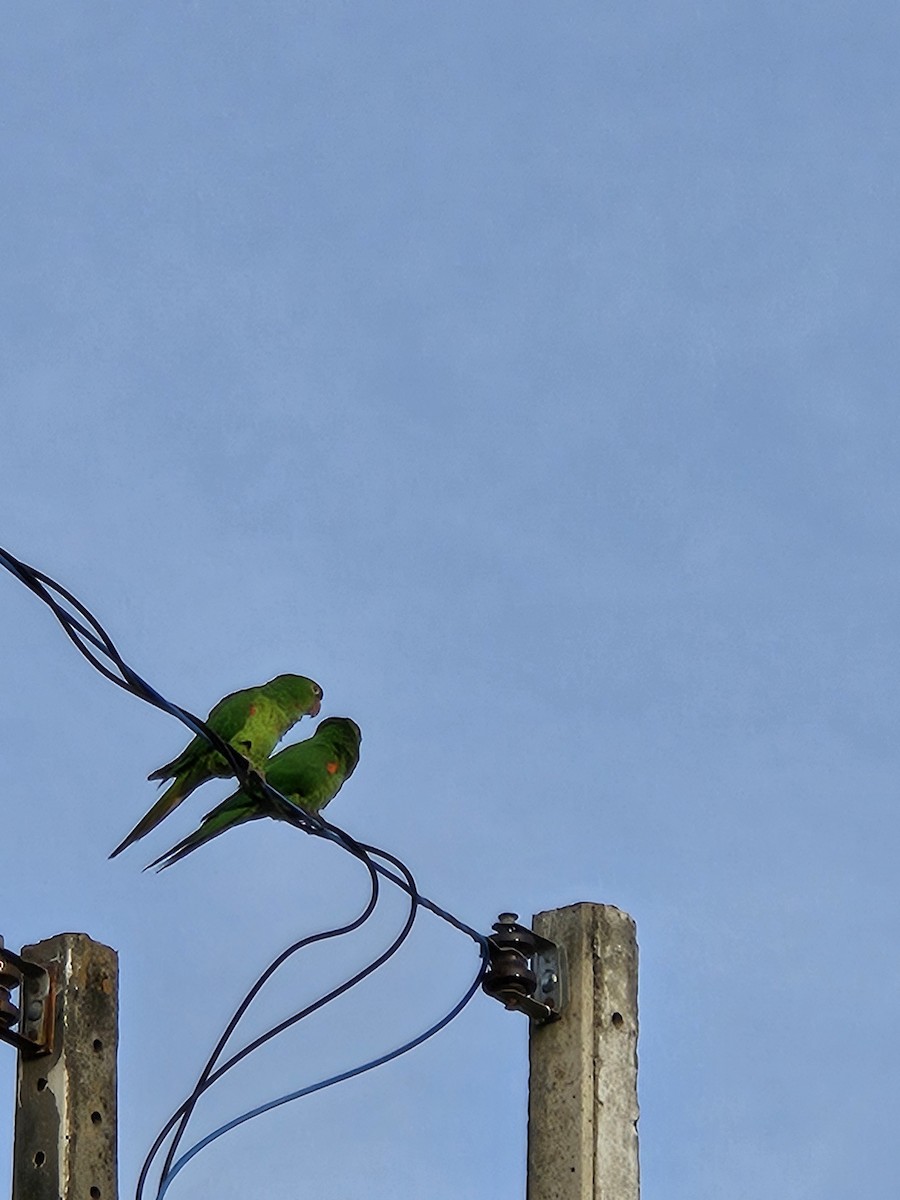 White-eyed Parakeet - ML641454277