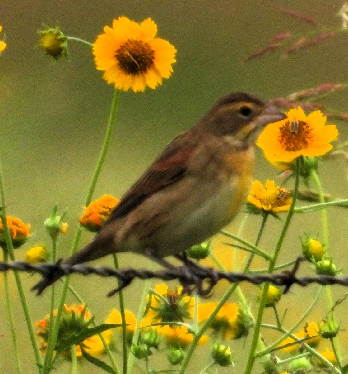 Dickcissel - ML641454295