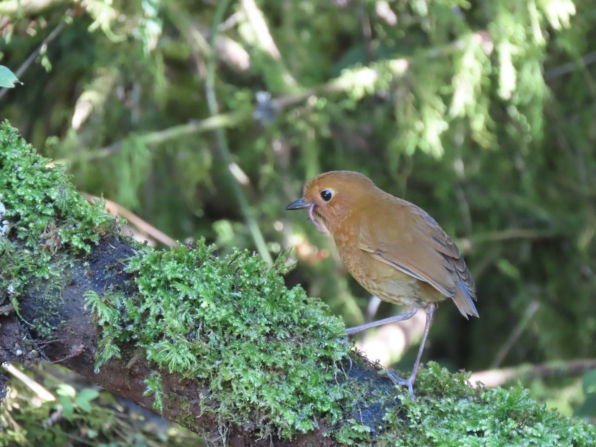 Equatorial Antpitta - ML641454346