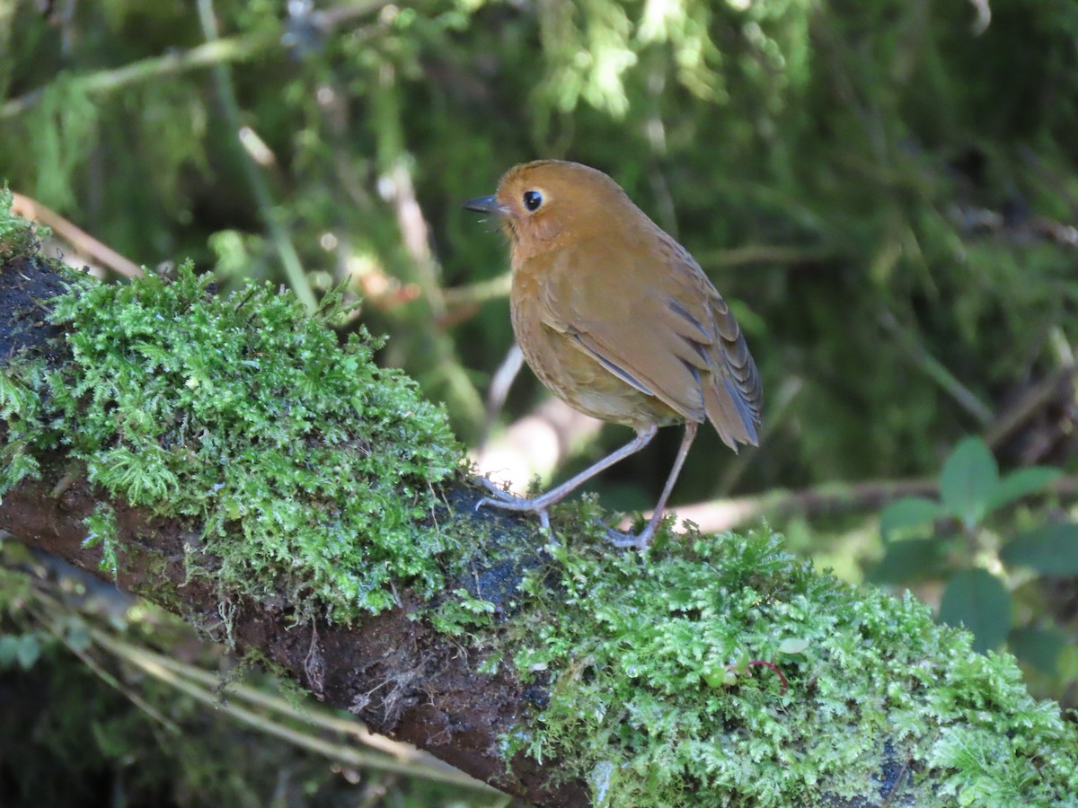 Equatorial Antpitta - ML641454347