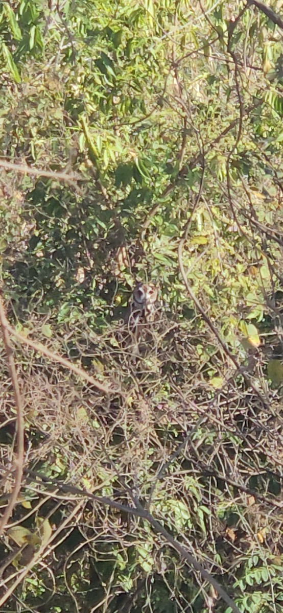 Striped Owl - ML641454360