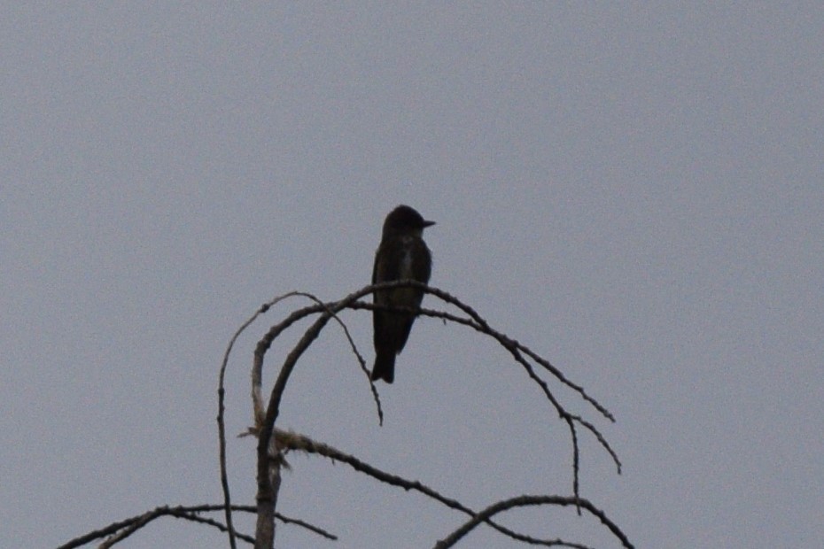 Olive-sided Flycatcher - ML641454366