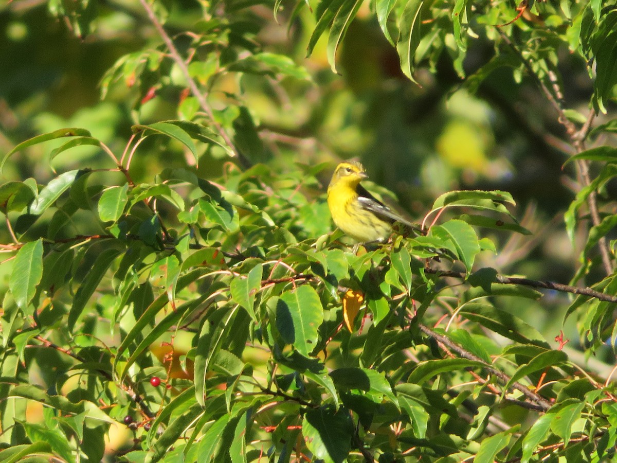 Blackburnian Warbler - ML641454373