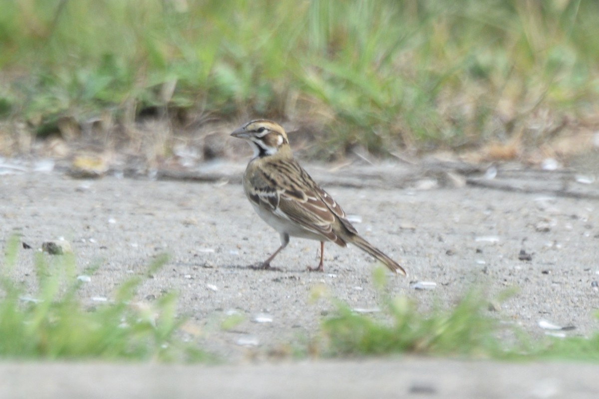 Lark Sparrow - ML641454390