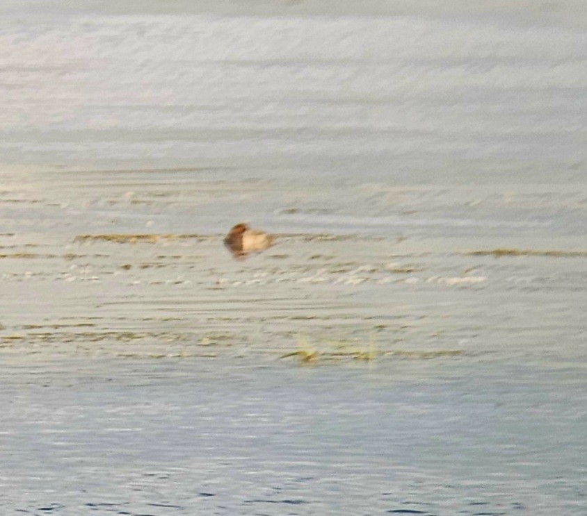 Redhead - ML641454391