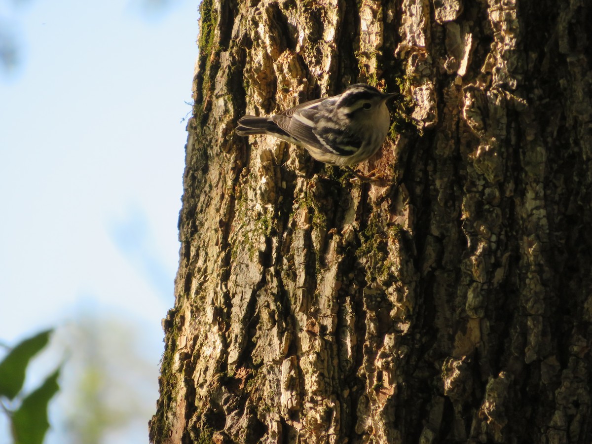 Black-and-white Warbler - ML641454424