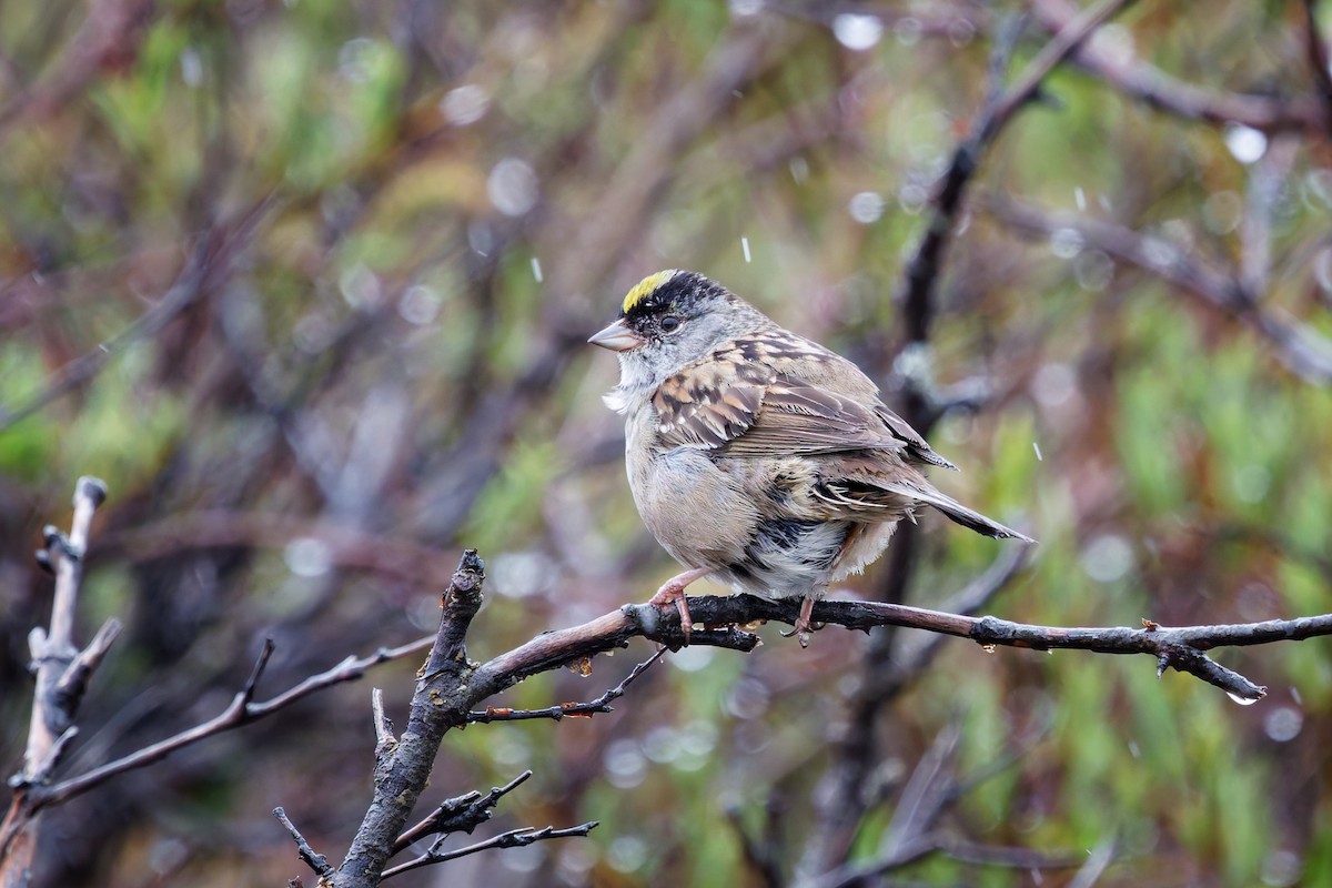 Golden-crowned Sparrow - ML641454457