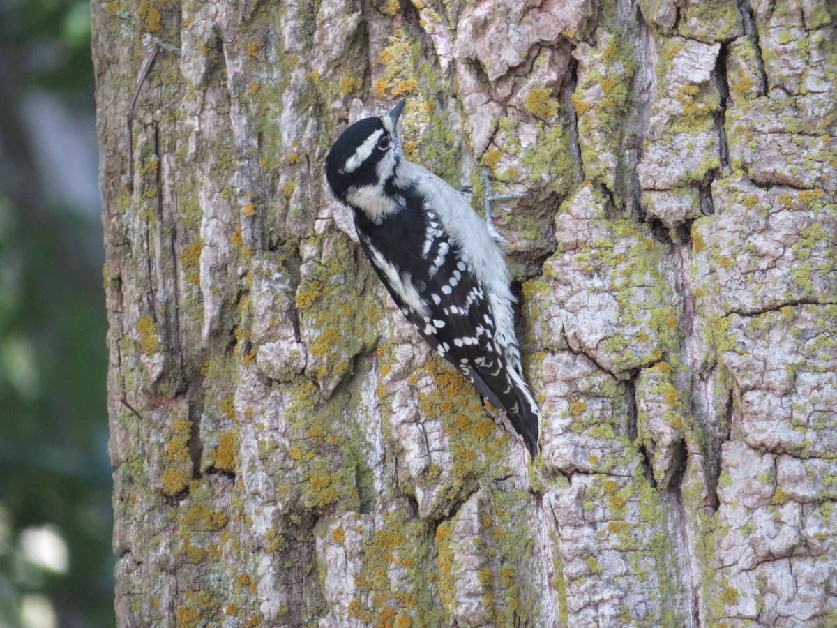 Downy Woodpecker - ML641454528