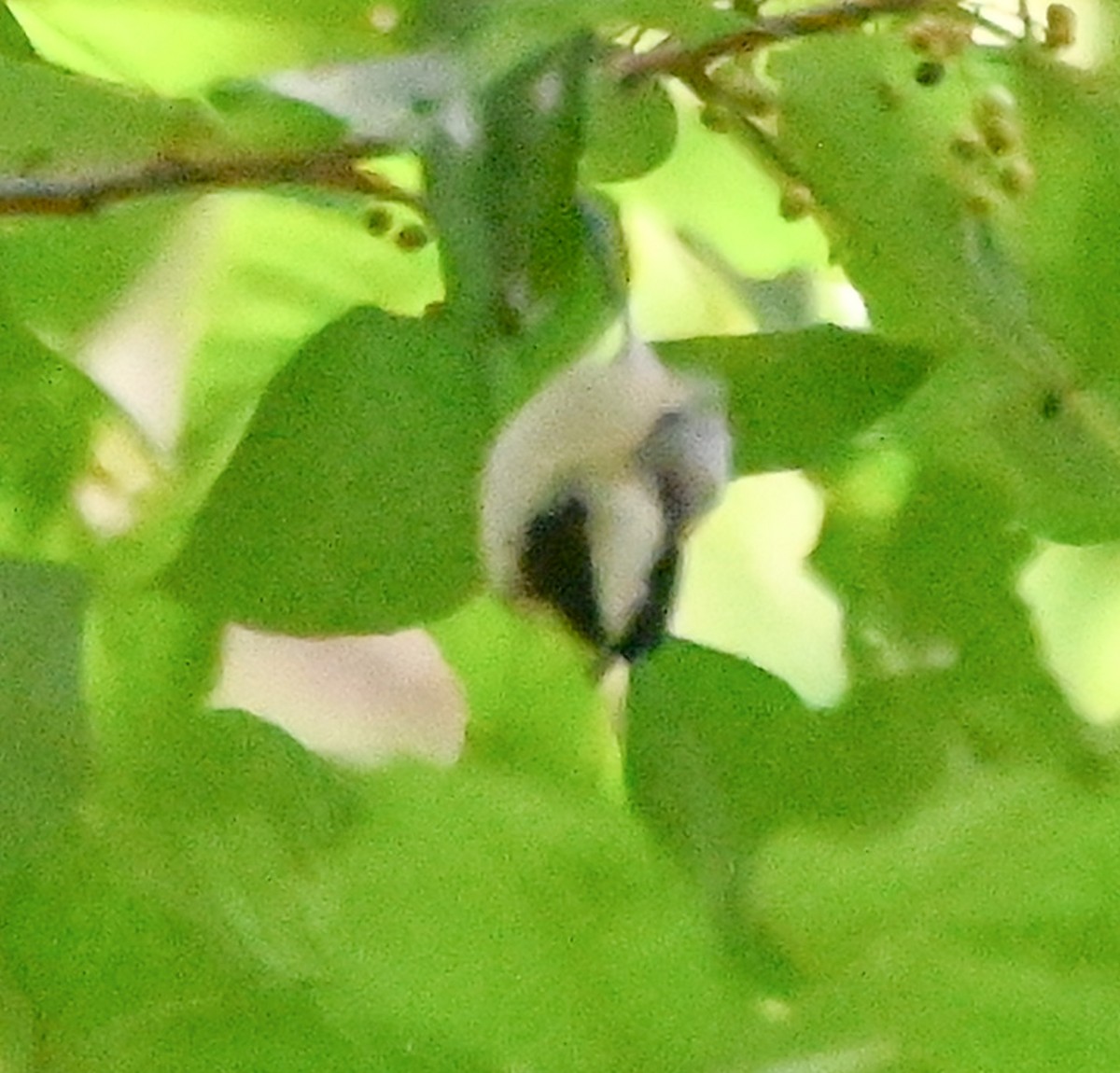 Carolinameise - ML641454547