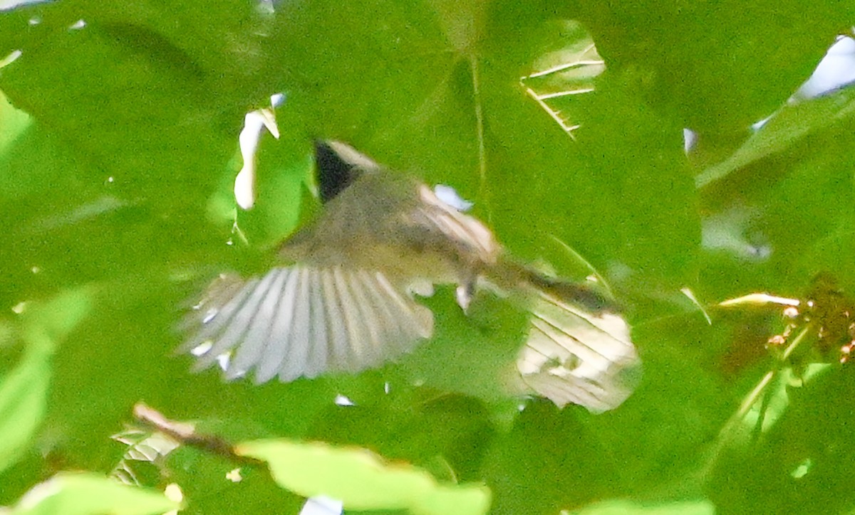 Carolinameise - ML641454548