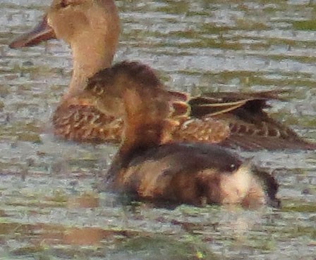 Pied-billed Grebe - ML641454551