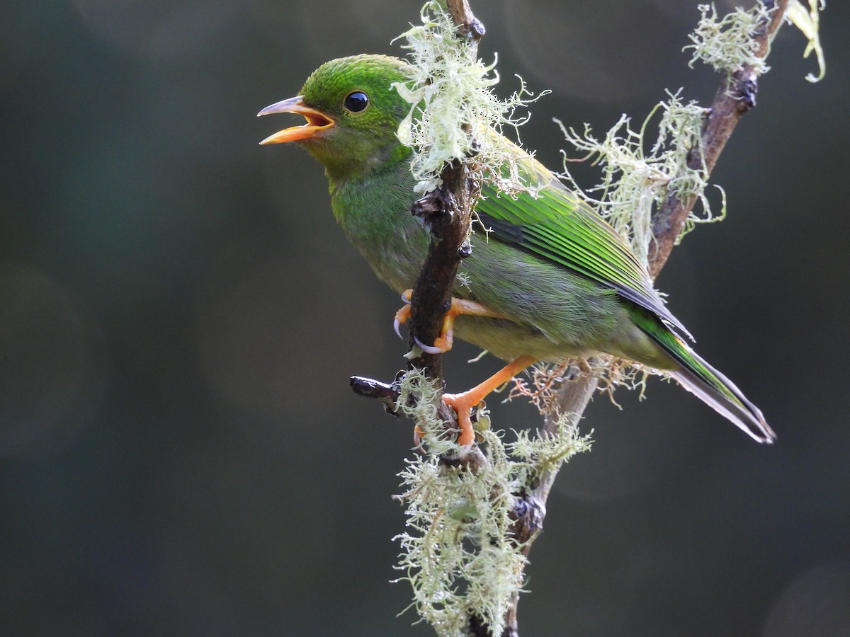 Multicolored Tanager - ML641454600