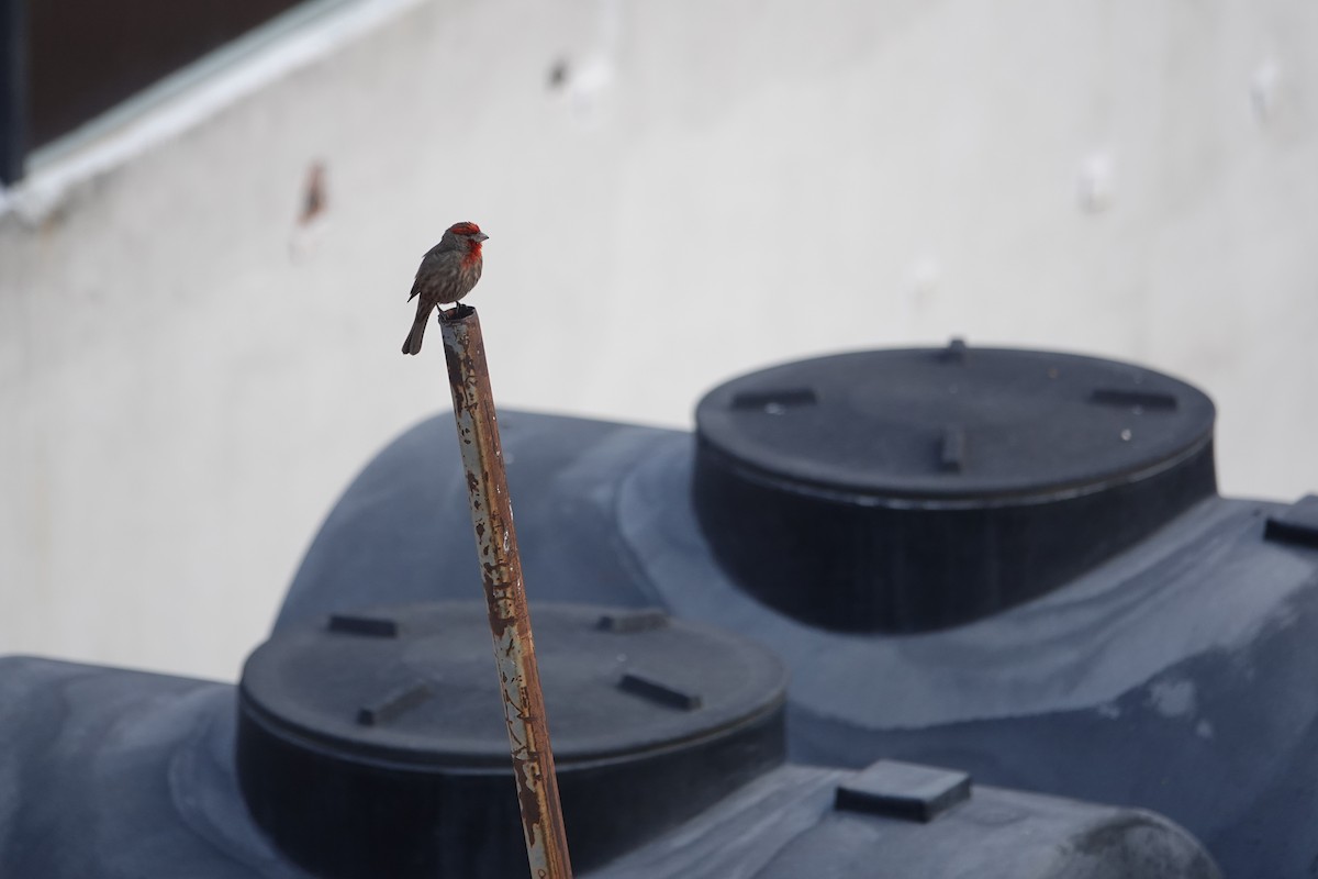 House Finch - ML641454601