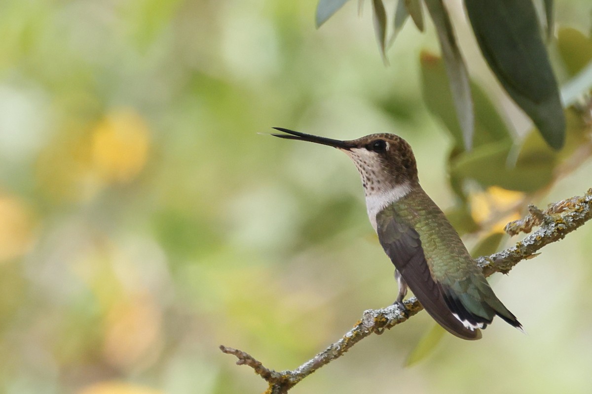 Black-chinned Hummingbird - ML641454625
