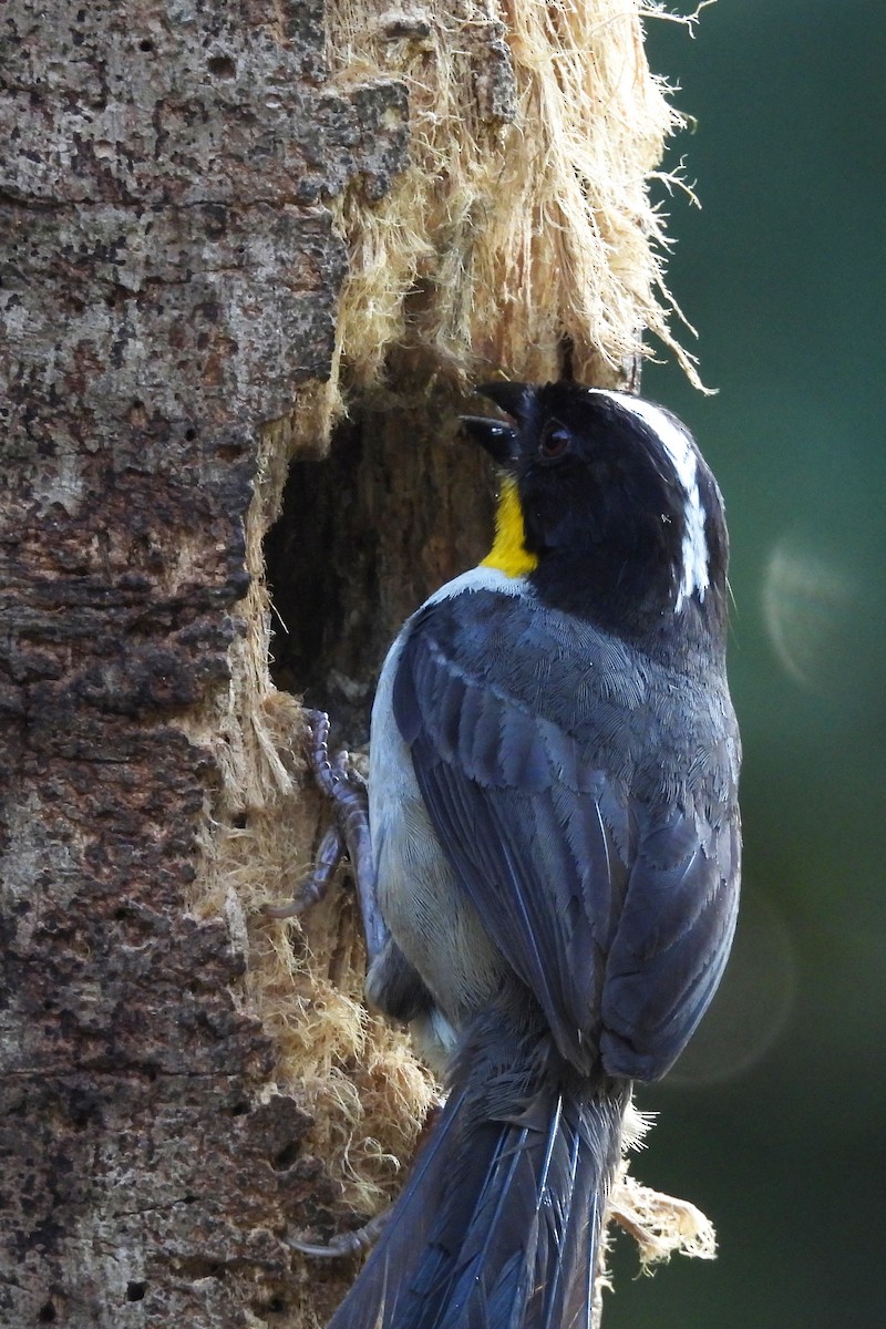 White-naped Brushfinch - ML641454657
