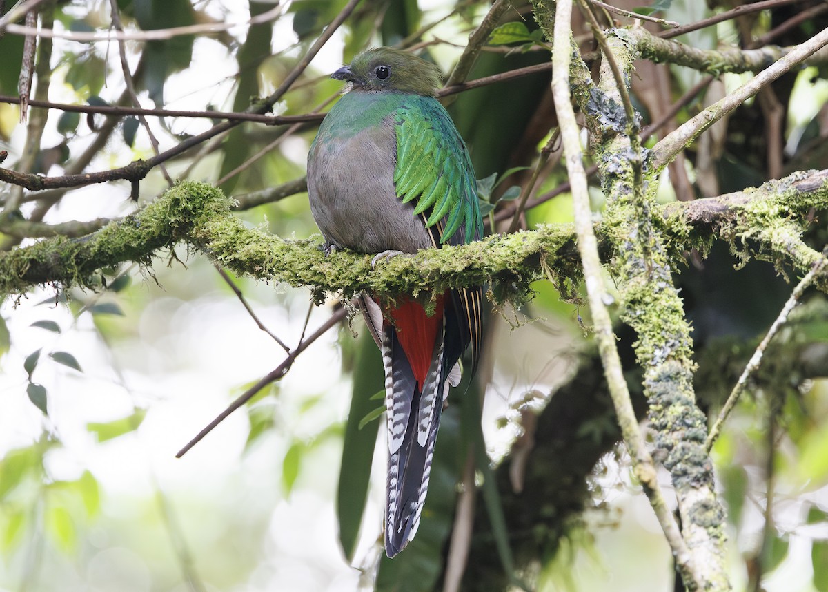 Quetzal resplendissant (costaricensis) - ML641454659