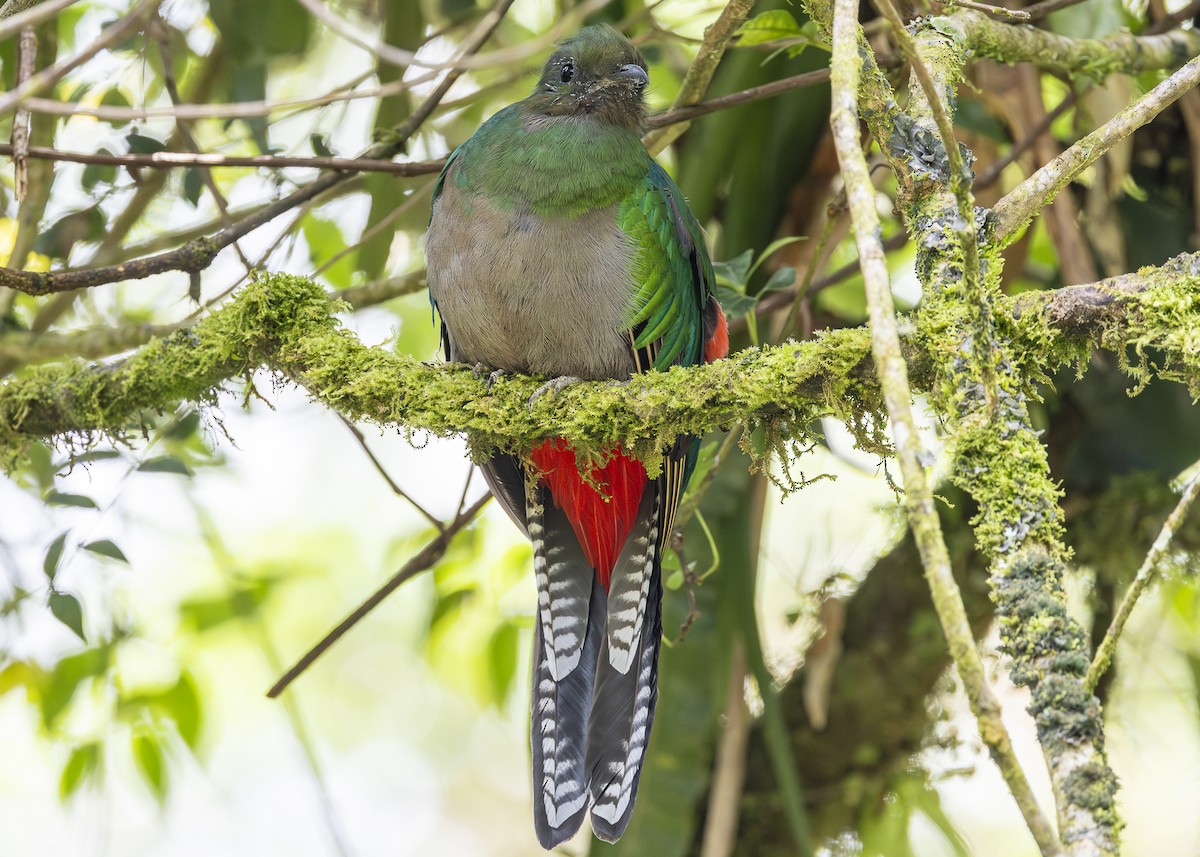 Quetzal resplendissant (costaricensis) - ML641454660
