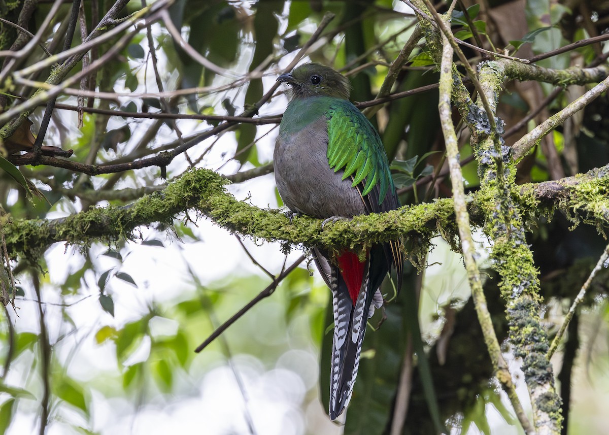 Quetzal resplendissant (costaricensis) - ML641454661