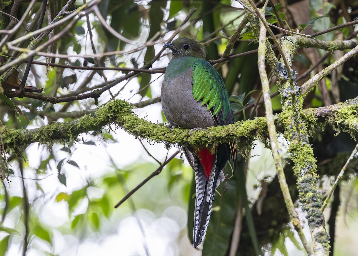 Quetzal resplendissant (costaricensis) - ML641454662