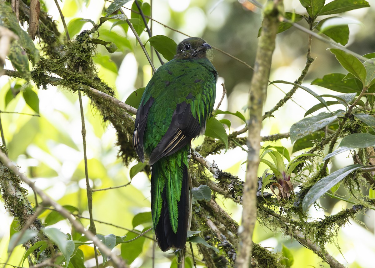 Quetzal resplendissant (costaricensis) - ML641454663