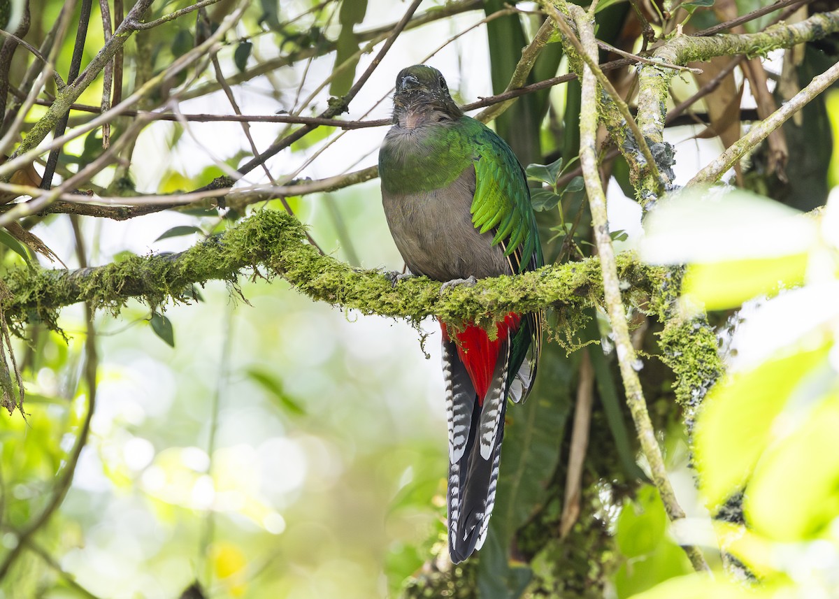 Quetzal resplendissant (costaricensis) - ML641454664