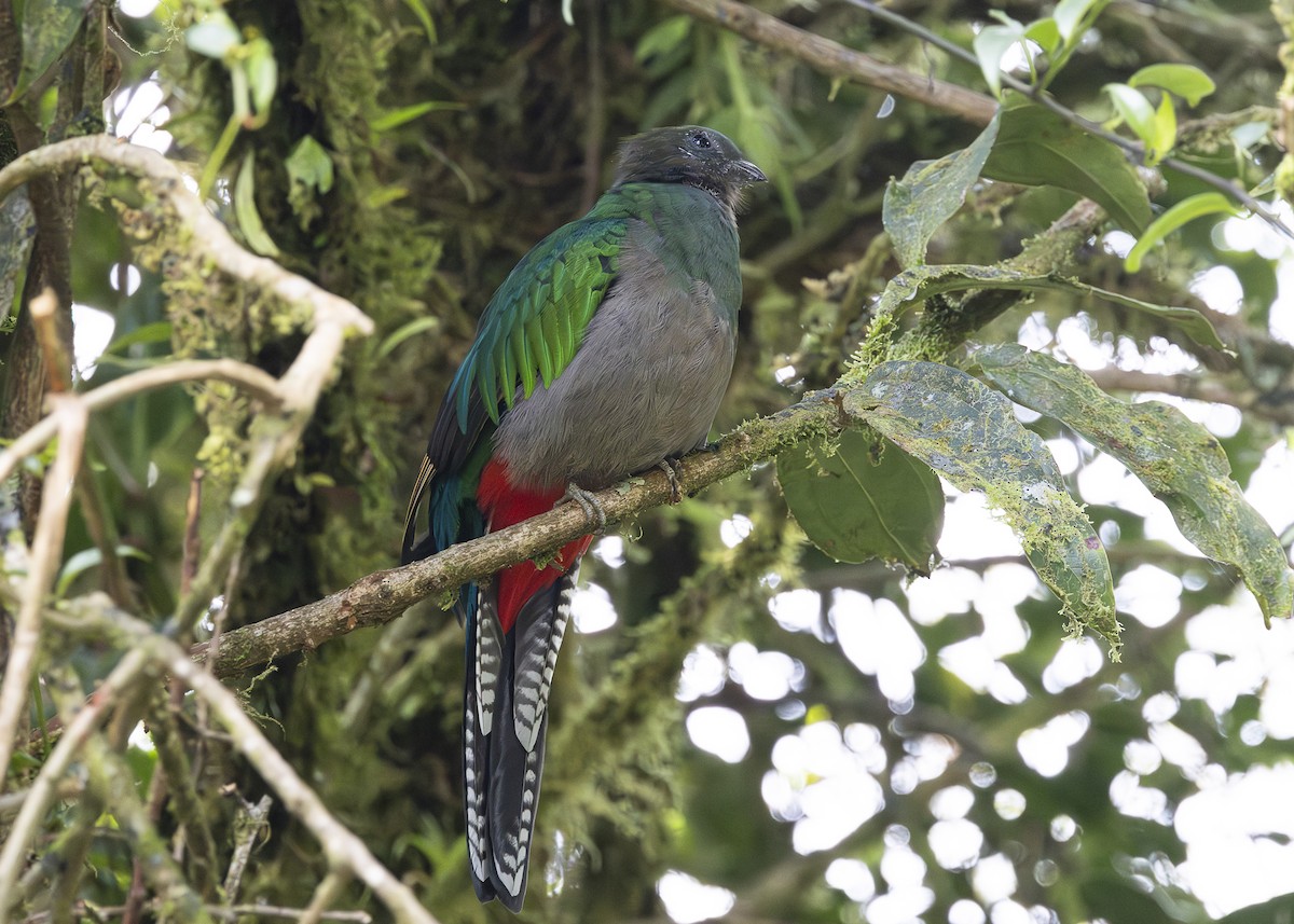 Quetzal resplendissant (costaricensis) - ML641454665