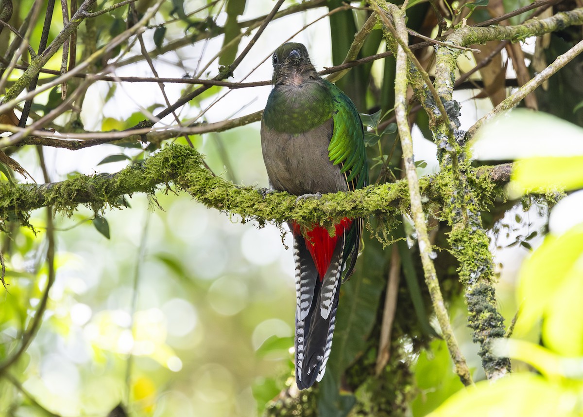 Quetzal resplendissant (costaricensis) - ML641454667