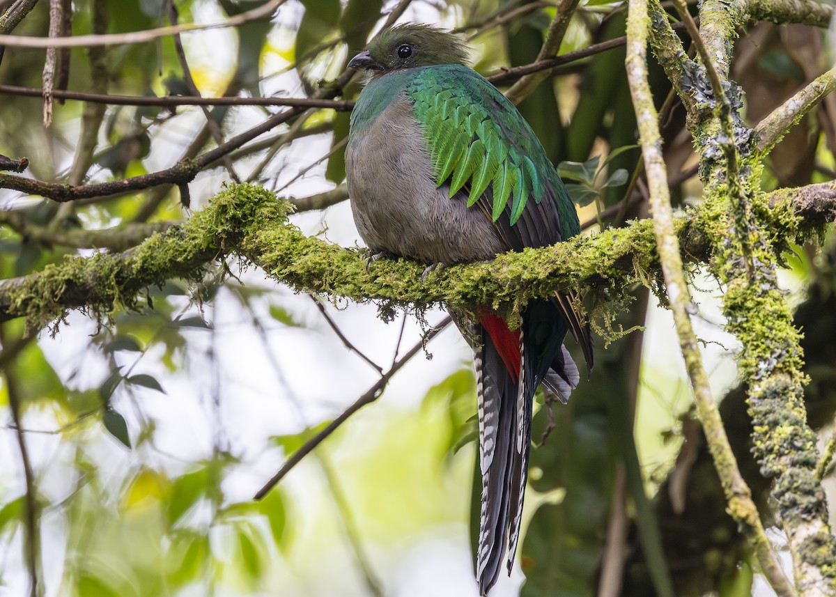 Quetzal resplendissant (costaricensis) - ML641454668