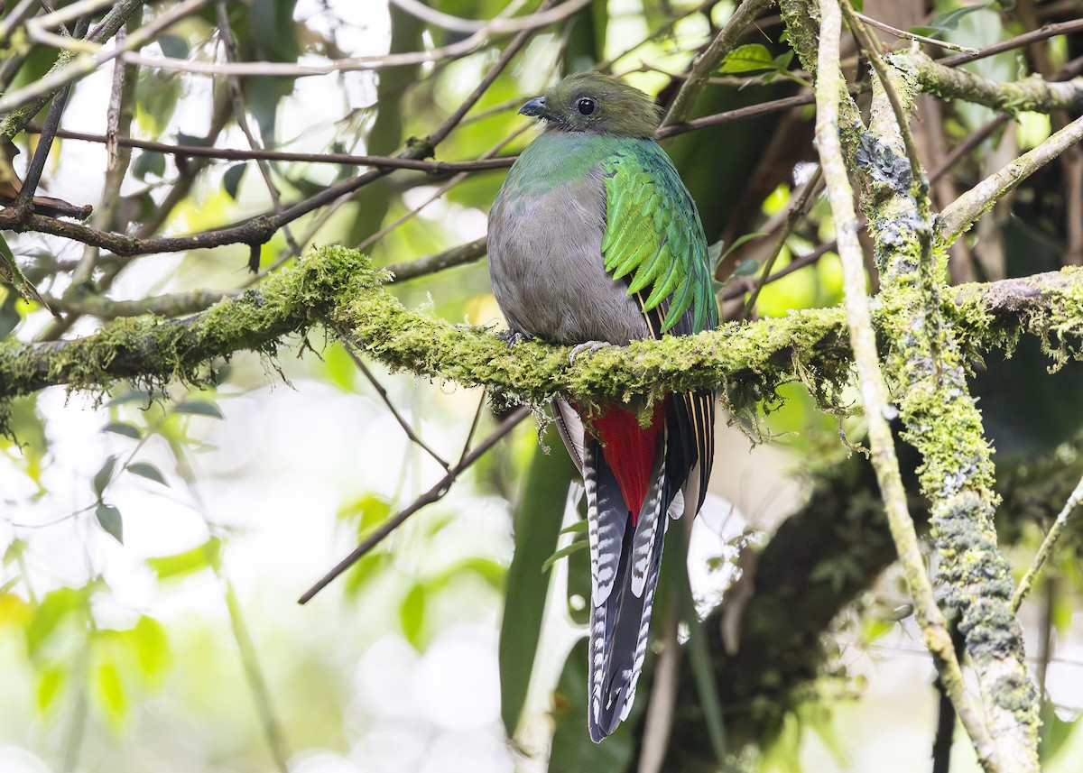 Quetzal resplendissant (costaricensis) - ML641454669