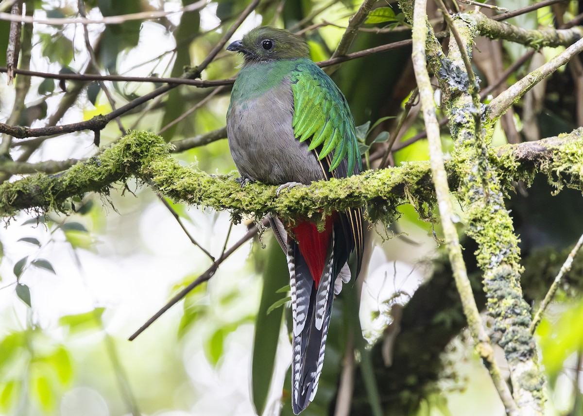 Quetzal resplendissant (costaricensis) - ML641454670