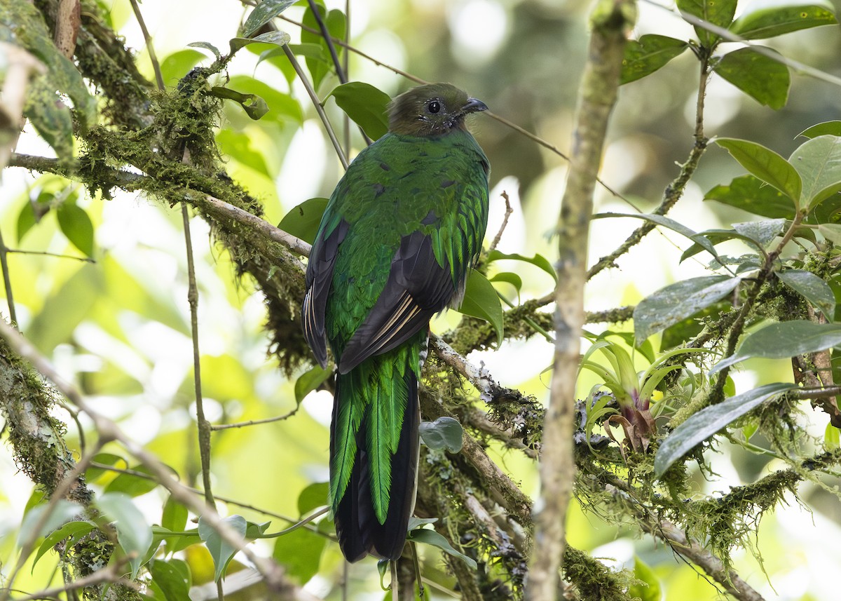 Quetzal resplendissant (costaricensis) - ML641454671