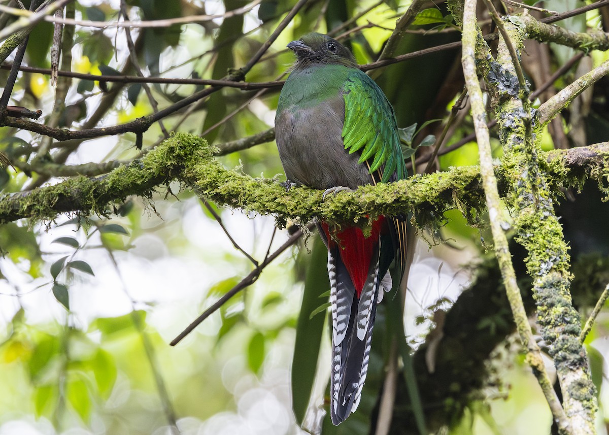 Quetzal resplendissant (costaricensis) - ML641454672
