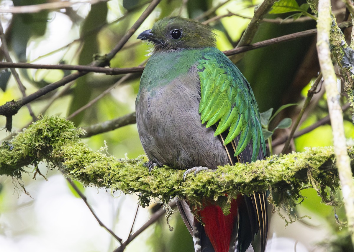 Quetzal resplendissant (costaricensis) - ML641454673
