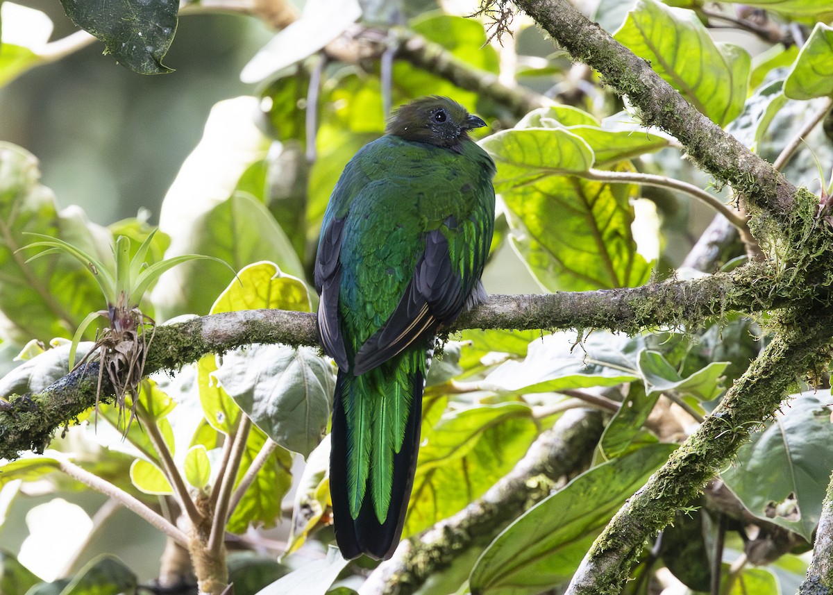 Quetzal resplendissant (costaricensis) - ML641454674