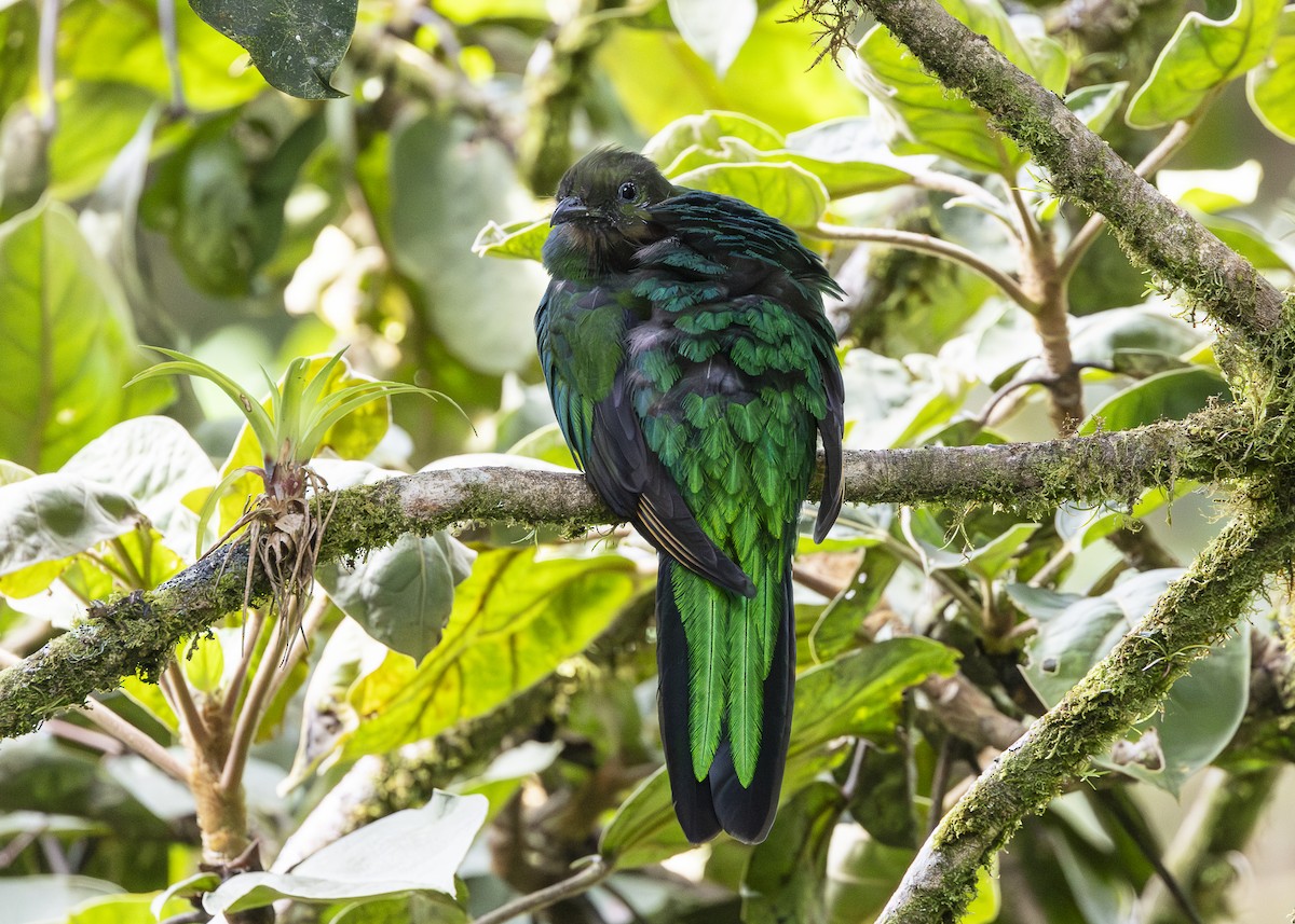 Quetzal resplendissant (costaricensis) - ML641454675